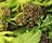 Purple Sprouting